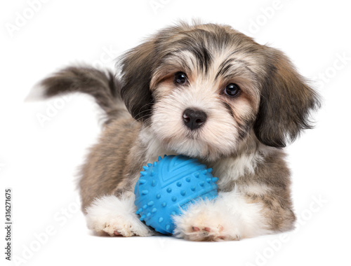 Photography Cute lying havanese puppy with a blue toy ball