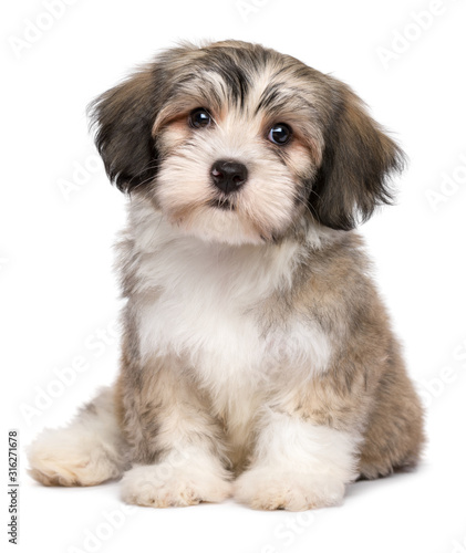Fototapeta Naklejka Na Ścianę i Meble -  Beautiful sitting little havanese puppy