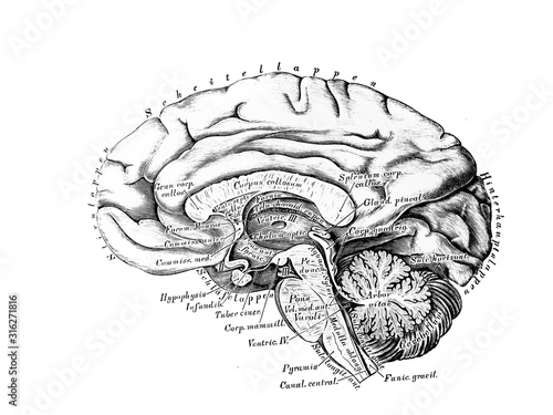 The illustration of Big and small brain from the side in the old book die Anatomie des Menschen, by C. Heitzmann, 1875, Wien