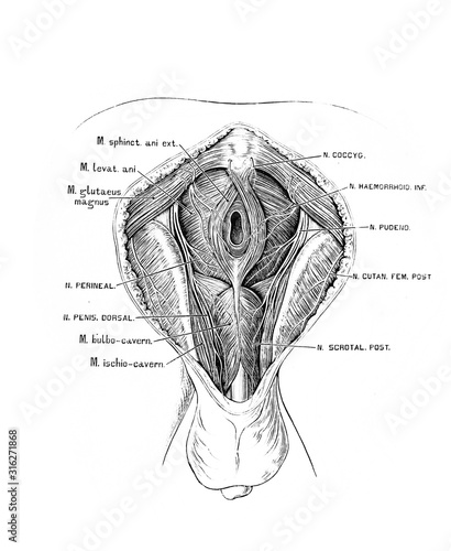 The illustration of the branches of the pudendal plexus in the old book die Anatomie des Menschen, by C. Heitzmann, 1875, Wien photo