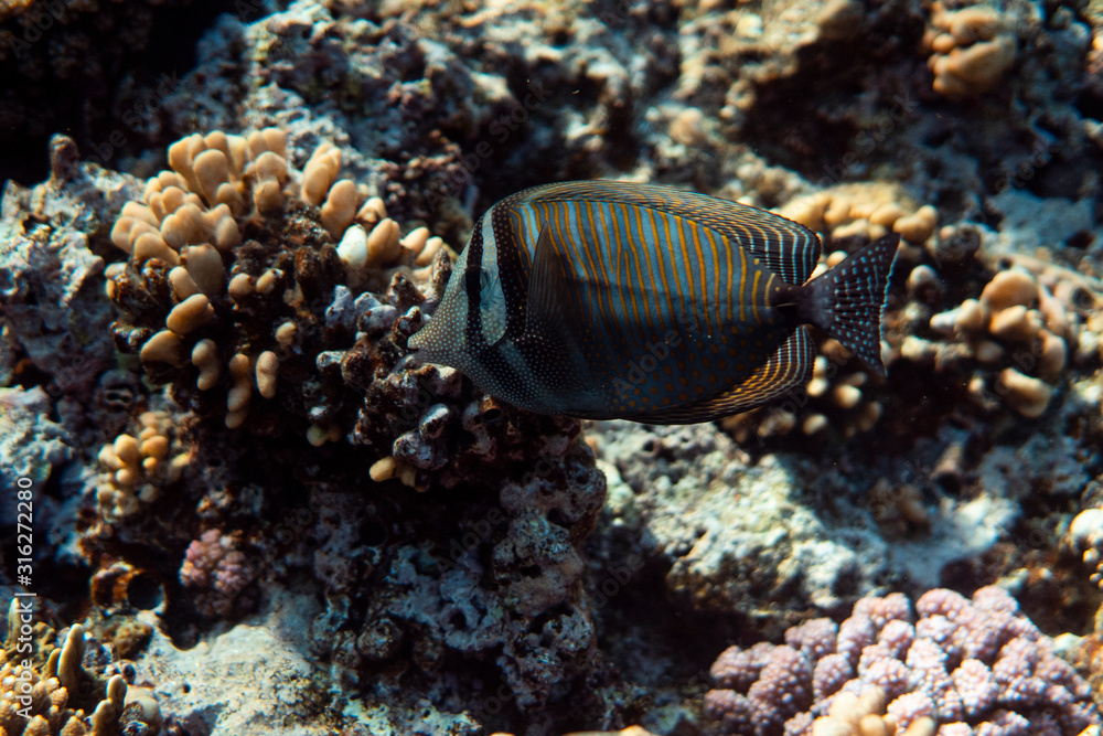 Fototapeta premium Chaetodon collare underwater in the ocean of egypt, underwater in the ocean of egypt, Chaetodon collare underwater photograph underwater photograph,