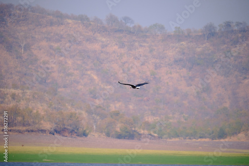 Fish eagle at Lake Kariba  Zimbabwe