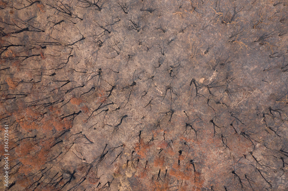 Aerial view of severely burnt Eucalyptus trees after a bushfire in The Blue Mountains