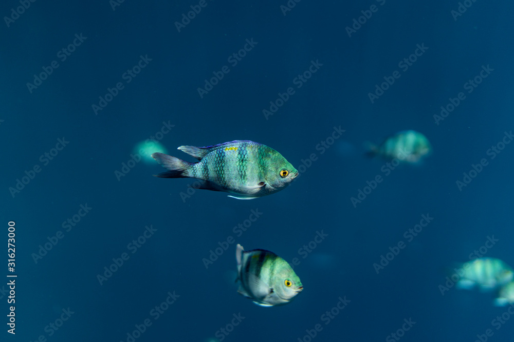 Naklejka premium Abudefduf sexfasciatus underwater in the ocean of egypt, underwater in the ocean of egypt, Abudefduf sexfasciatus underwater photograph underwater photograph,