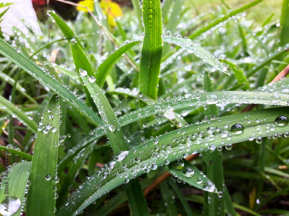Closeup of drops on green leaves , hemerocalle flower during spring Closeup of drops on green leaves , hemerocalle flower during spring