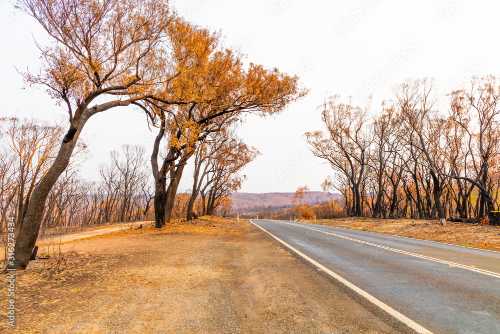 A country road amongst severely burnt Eucalyptus trees after a bushfire in The Blue Mountains