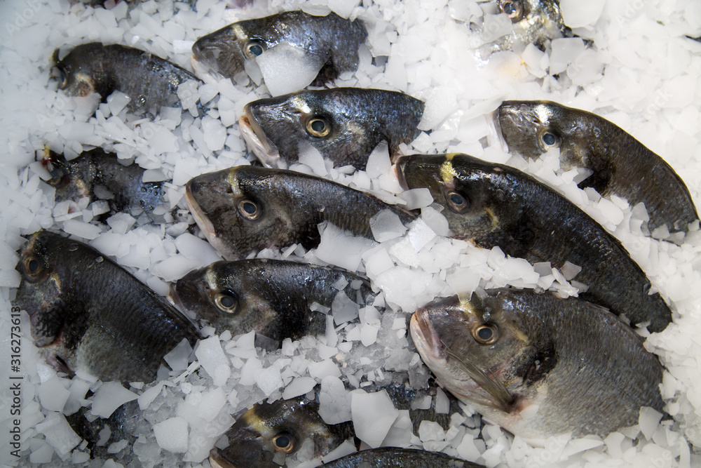 Fresh Dorado fish chilled against a background of white ice. Seafood, useful products.