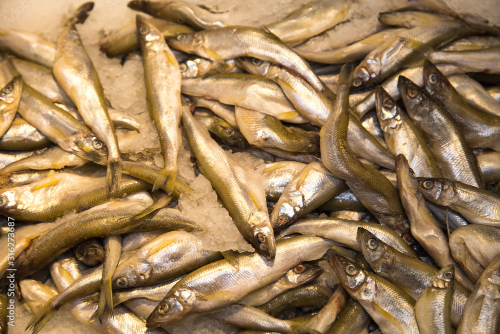 Smelt fish chilled on a background of white ice. Seafood, fish, useful products. Smelt fish chilled on a background of white ice. Seafood, fish, useful products.