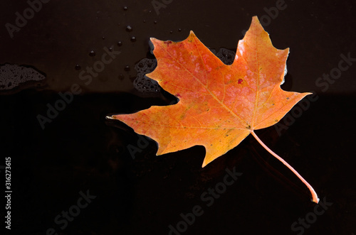 Beautiful Wet Vibrant Red, Orange and Yellow Maple Leave on Black Glass