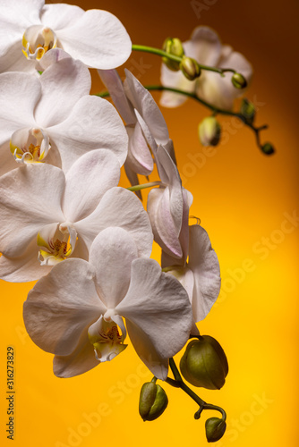 Fotografia White orchid branch on a yellow background