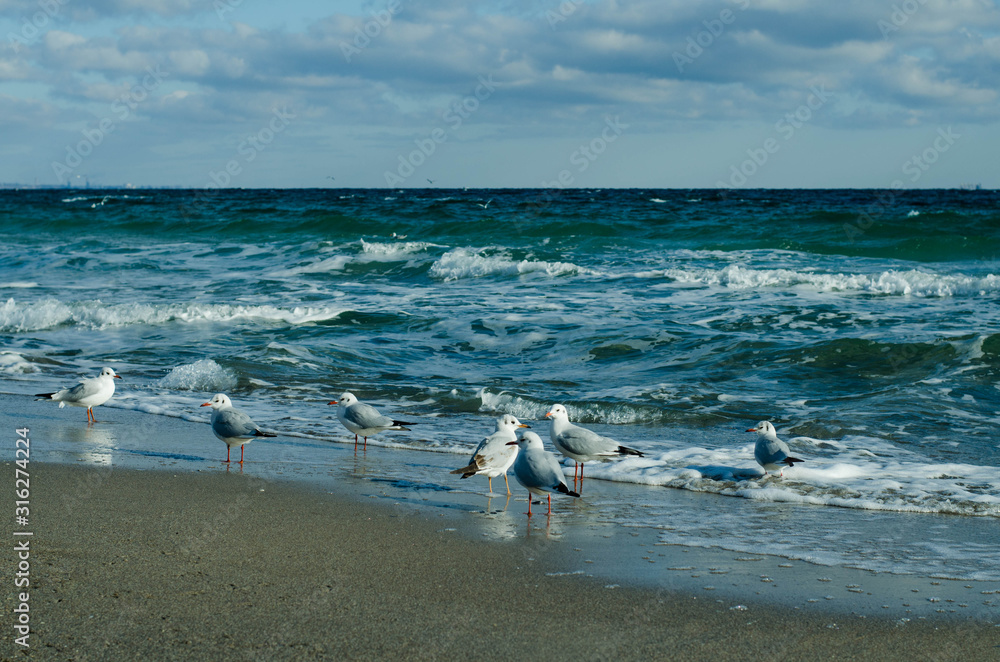 A flock of seagulls on the shore of a stormy sea. A flock of seagulls on the shore of a stormy sea.
