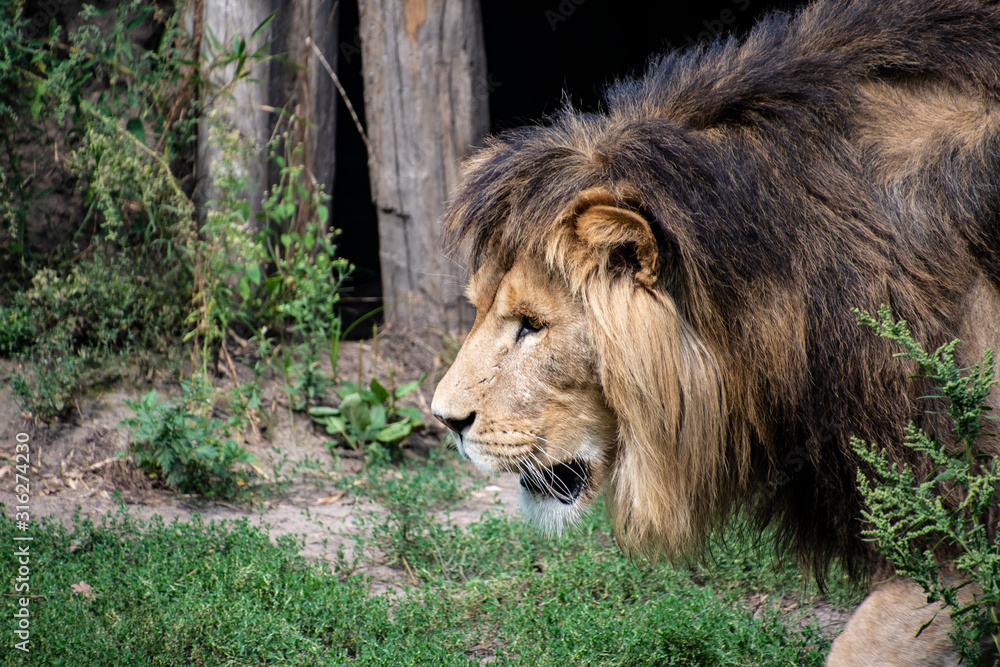 Obraz premium Asiatic lion (Panthera leo persica). A critically endangered species.