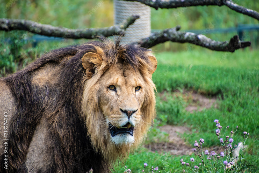 Asiatic lion (Panthera leo persica). A critically endangered species. Asiatic lion (Panthera leo persica). A critically endangered species.