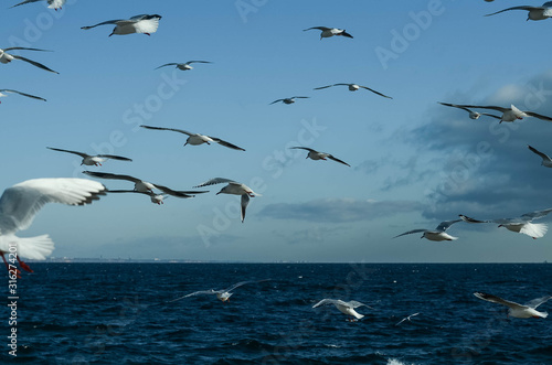 Flock of seagulls over the sea