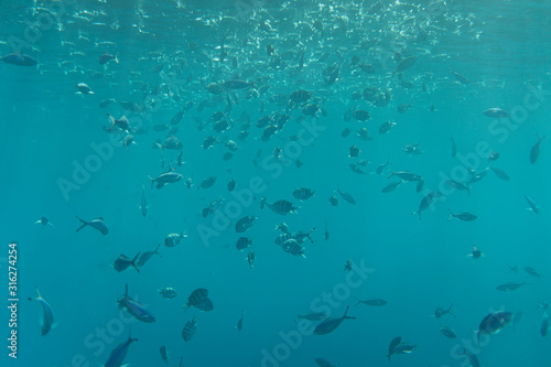 Swarm of Caribbean fish underwater photography, group of tropical fish underwater in egypt marsa alam