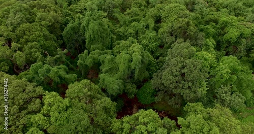 Aerial view by drone flying over green tree tops in india. flight over indian forest,