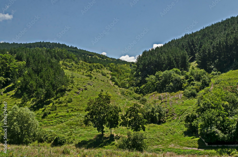 Beautiful coniferous and deciduous  forest, fresh glade with different grass and blossom  wildflower in Balkan mountain, near Zhelyava village, Sofia region, Bulgaria