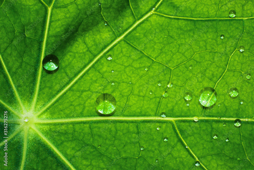 Fototapeta premium Green leaf texture with water drops