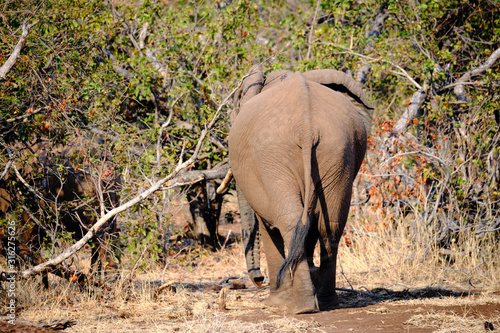 Elephant at Lake Kariba  Zimbabwe