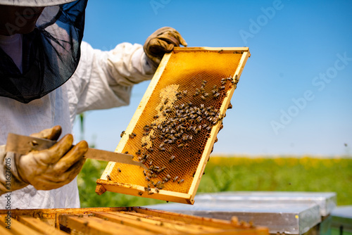 Beekeeping photo