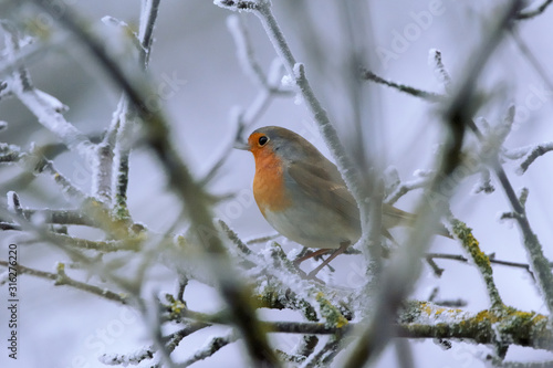 European robin - Erithacus rubecula - on winter tree branch