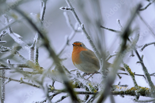 European robin - Erithacus rubecula - on winter tree branch