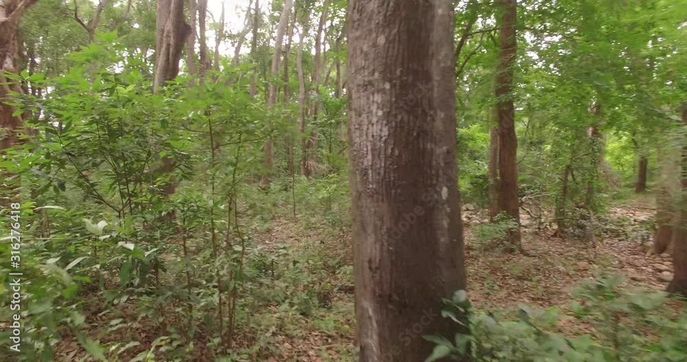 Aerial flight through the jungles of India. Aerial flight through the jungles of India.