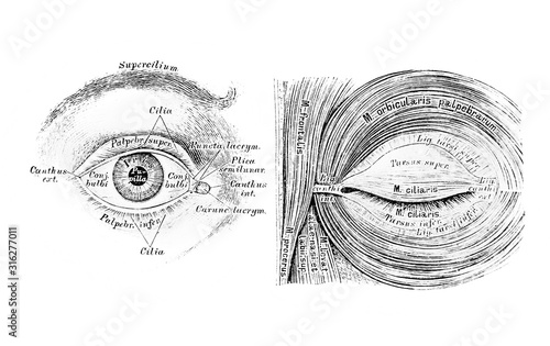 The illustration of the eye and muscles of the eyelid cleft