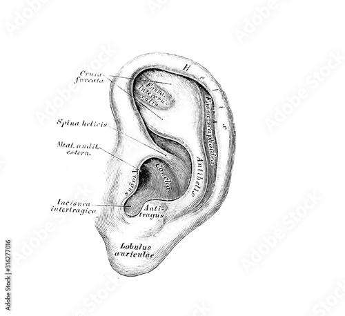 The illustration of the auricle in the old book die Descriptive Anatomie, by C. Heitzmann, 1870, Wien