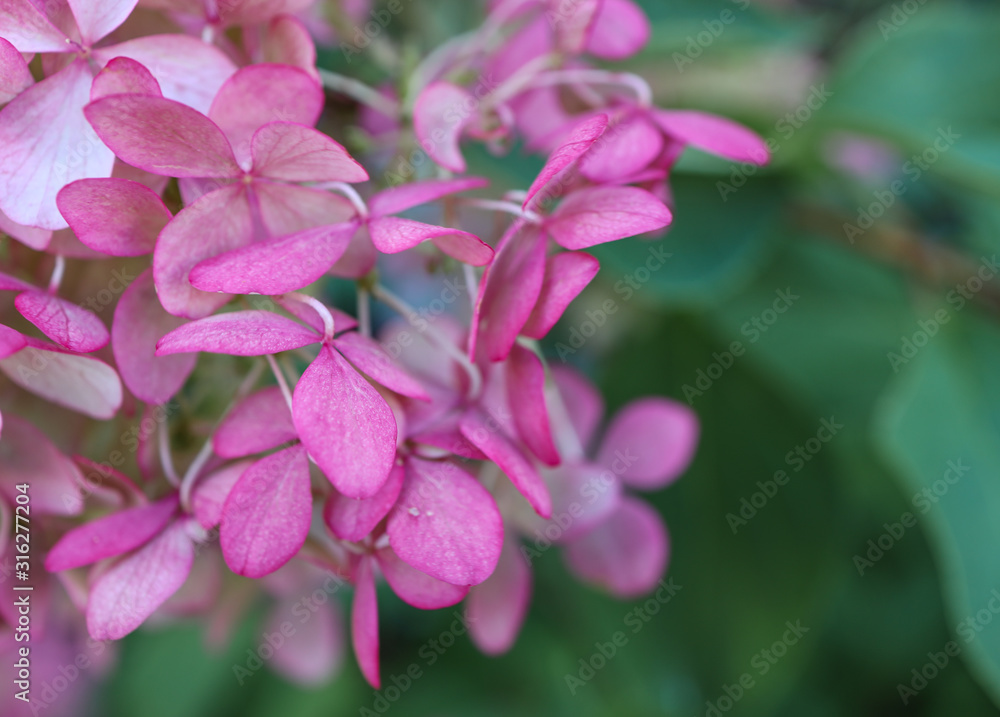Pink hydrangea / hortensia. Close-up on a flower showing coloured sepals around the four petals. Pink hydrangea / hortensia. Close-up on a flower showing coloured sepals around the four petals.