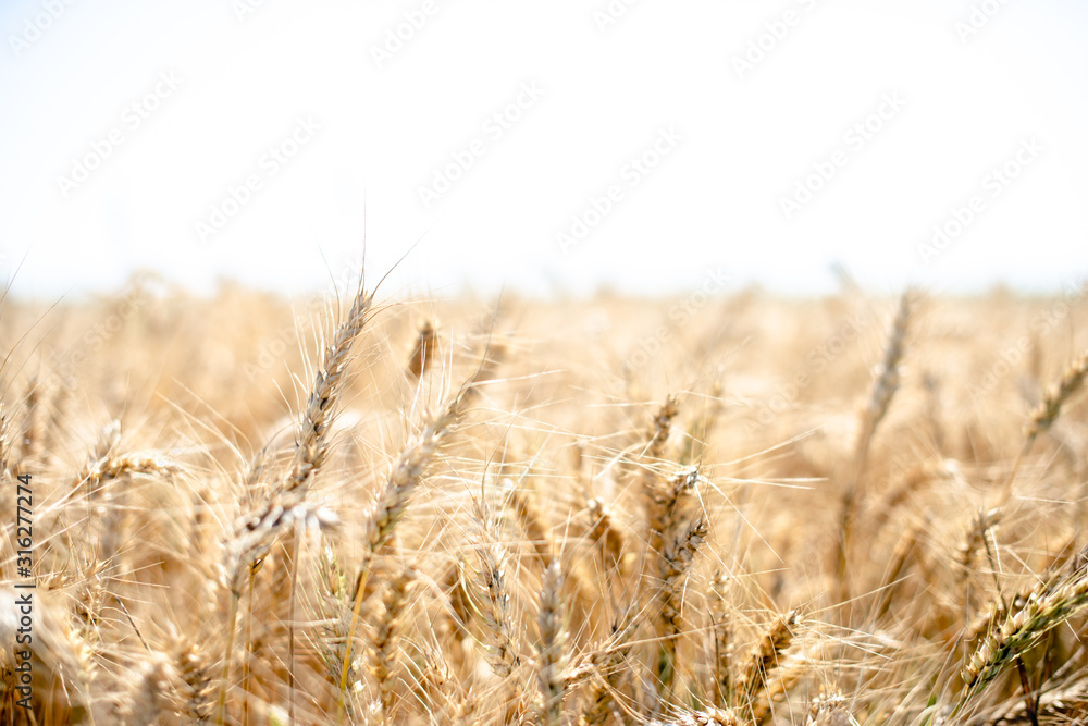 Fototapeta premium Grain on the field