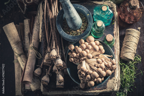 Unique herbalist laboratory with herbs and mushrooms