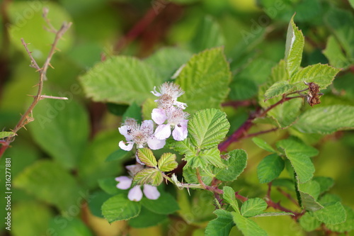 Blooming wild raspberries on the bush with flowers