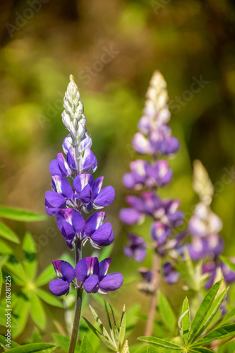 Flores azules de lupino