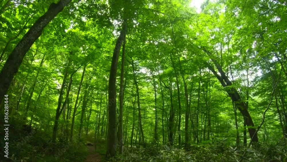 Beautiful green forest with sunlight Beautiful green forest with sunlight