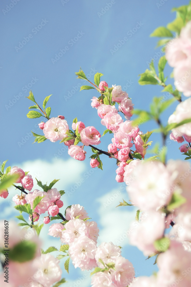 Branch of blooming Chinese almond tree in blue sky Branch of blooming Chinese almond tree in blue sky