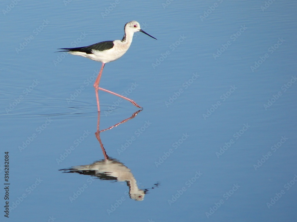 Obraz premium Black-winged Stilt (Himantopus himantopus)