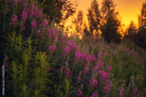 Purple field of blooming sally at sunset. 
