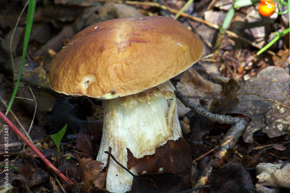 Fototapeta premium Picking mushrooms in the forest