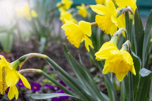 Yellow flower. Flower in garden at sunny summer or spring day. Flower for postcard beauty decoration and agriculture concept design. Daffodils. Beautiful flower in tropical garden. Colorful flower. photo