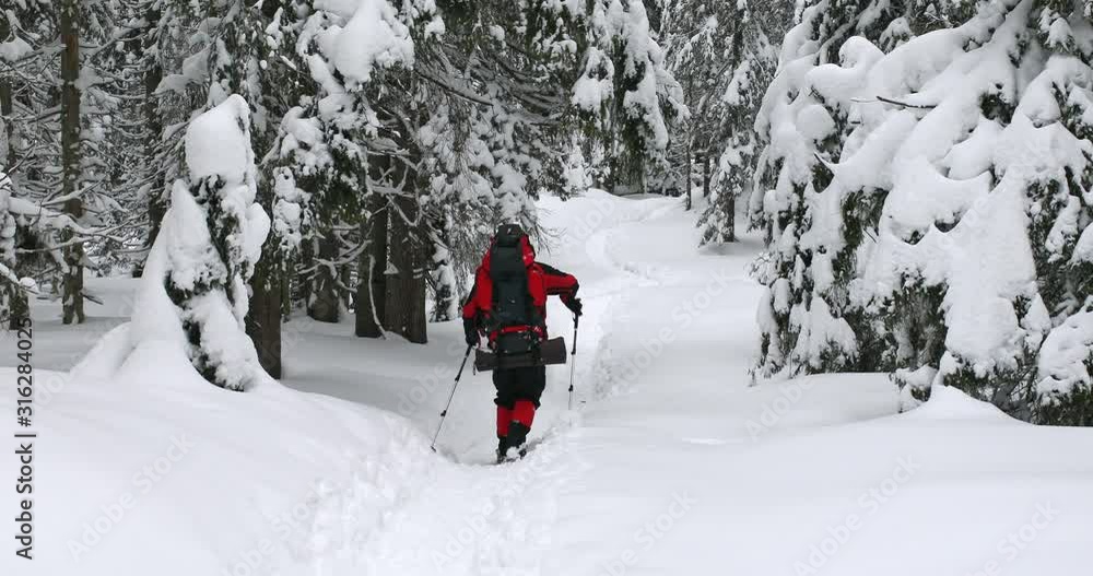 Hiker with a backpack in snowshoes in a snowy forest sticks snow from a tree with a stick Hiker with a backpack in snowshoes in a snowy forest sticks snow from a tree with a stick
