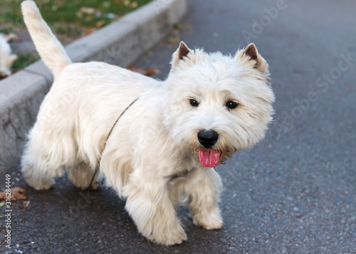 West Highland White Terrier for a walk in the park. © kamira