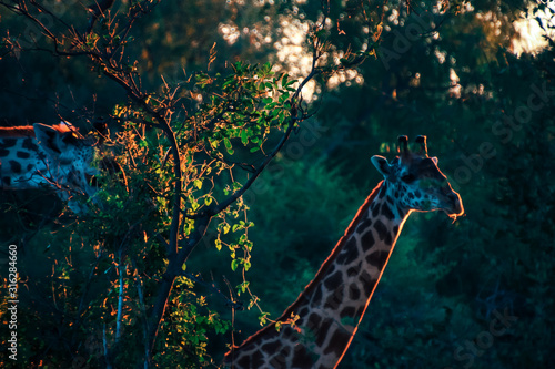 Photography Giraffe in the wild at sunset