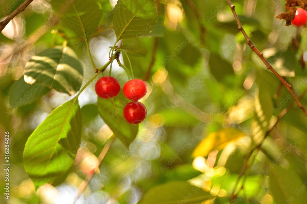 Ripe forest cherry.