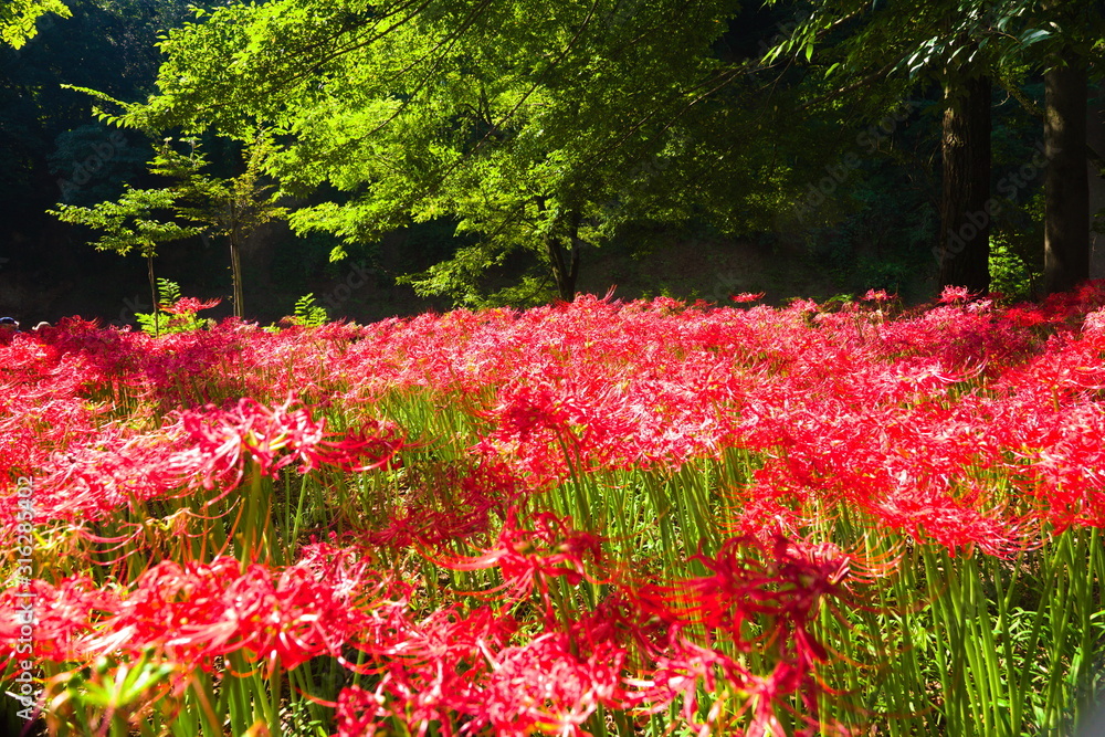 flowers in the garden