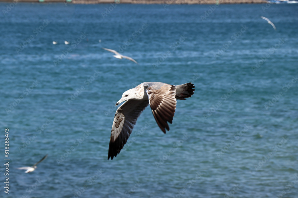 Fototapeta premium Seagull in flight in Muscat