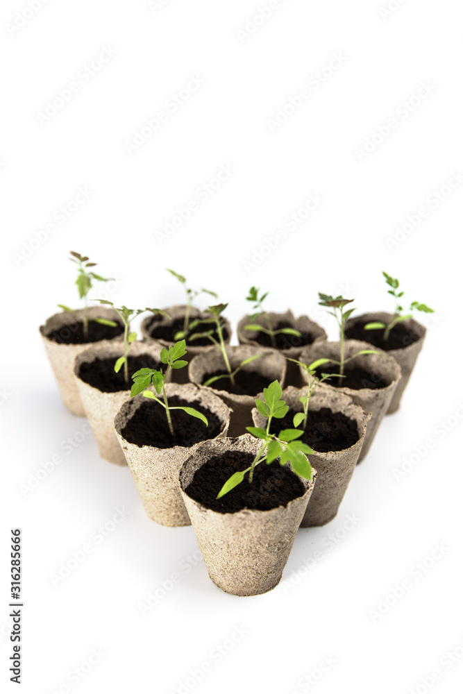 Young tomato seedlings in recycled paper cups Young tomato seedlings in recycled paper cups
