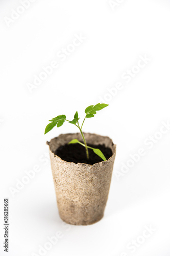 Tomato seedling in recycled paper cup closeup