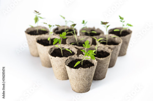 Young tomato seedlings in recycled paper cups
