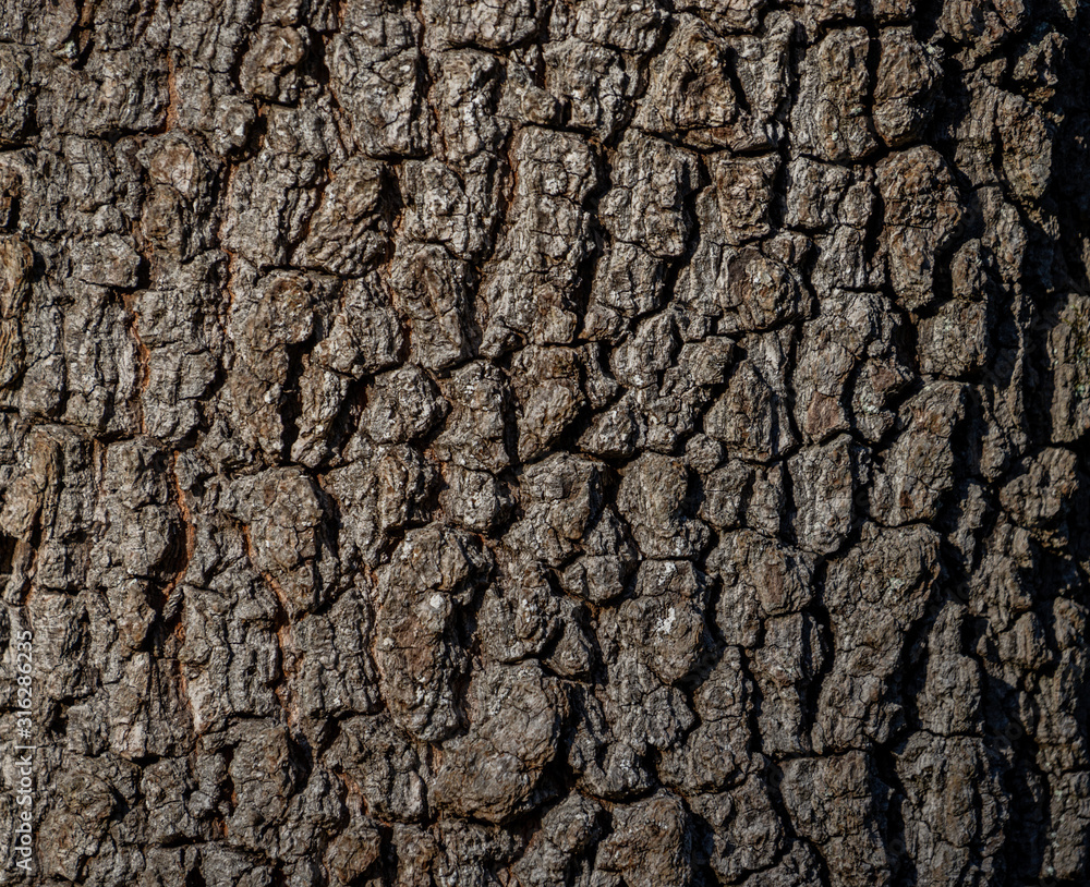 Natural background with rough and embossed tree bark Natural background with rough and embossed tree bark